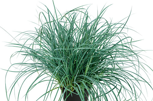 Carex panicea Carex panicea