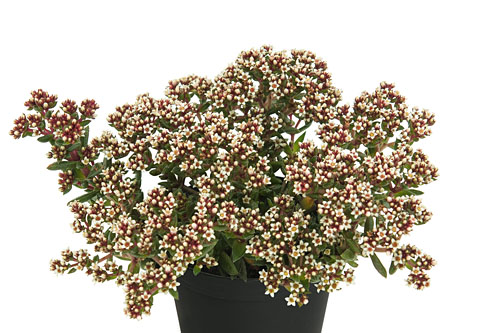 Herbstzauber: Crassula STARLIGHTS Cream Herbstzauber: Crassula STARLIGHTS Cream