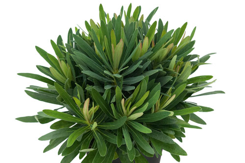 Herbstzauber: Euphorbia Daphne Herbstzauber: Euphorbia Daphne