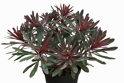Herbstzauber: Euphorbia Miners Merlot Herbstzauber: Euphorbia Miners Merlot