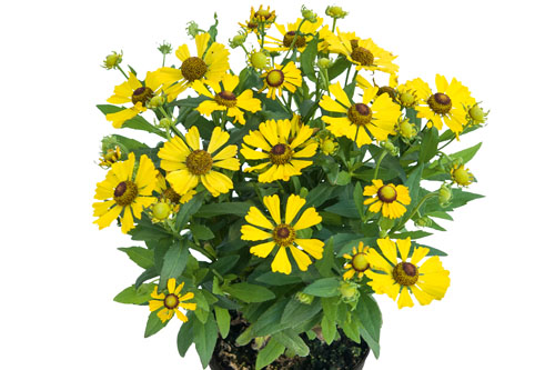 Helenium HELIAS Yellow