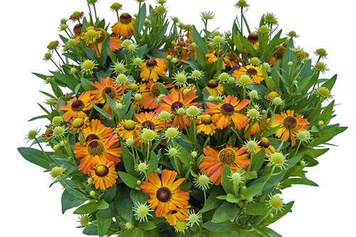 Helenium HELIAS Copper