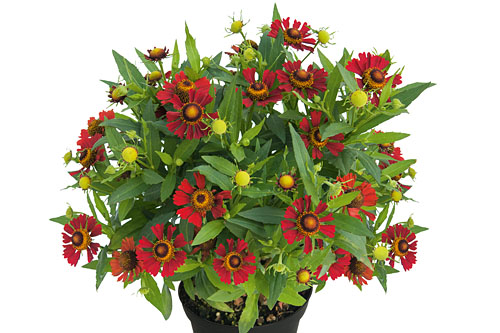 Herbstzauber: Helenium HELIAS Dark Red Herbstzauber: Helenium HELIAS Dark Red