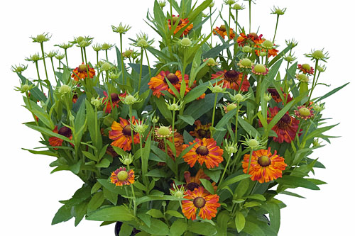 Helenium HELIAS Red