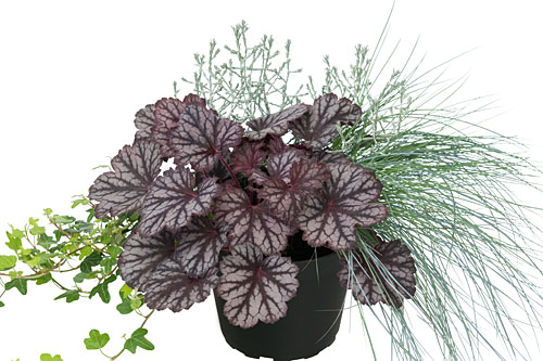 Herbstzauber Quartett Autumn Wedding (Calocephalus, Festuca, Hedera, Heuchera)