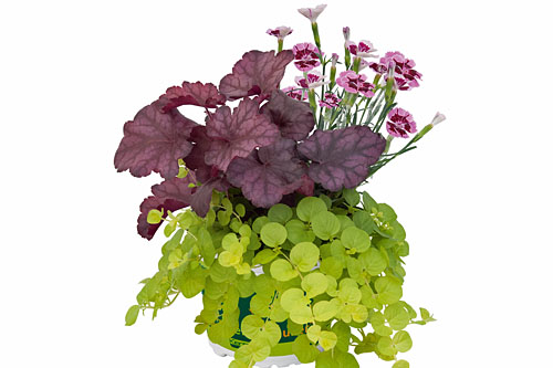 Herbstzauber TrioMio Evening Breeze (Dianthus, Heuchera, Lysimachia)