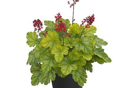 Heuchera Tokyo