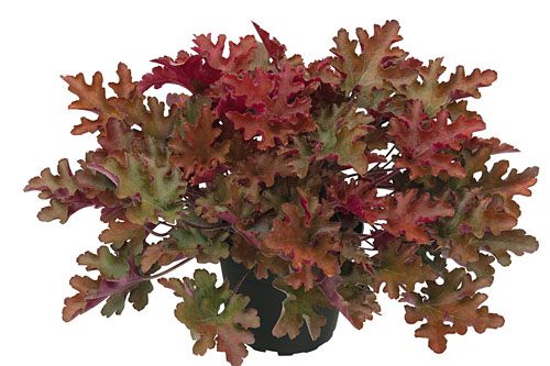 Heuchera  Dragon Tail