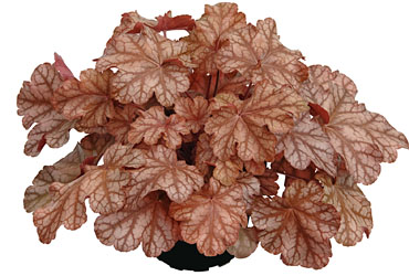 Heuchera  Frosted Flame