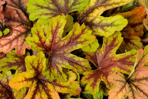 Heucherella  Alabama Sunrise