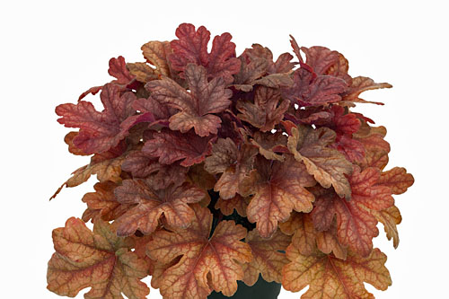 Heucherella  Buttered Rum