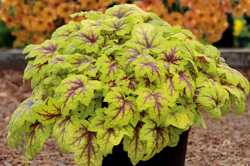 Heucherella  Stoplight