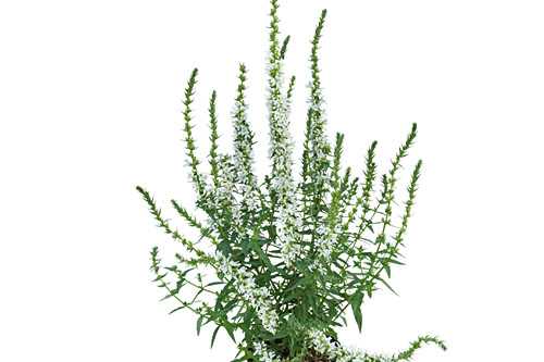 Lythrum  White Boulevard