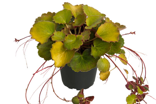 Herbstzauber: Saxifraga Harvest Moon Herbstzauber: Saxifraga Harvest Moon