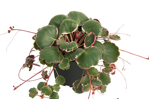 Herbstzauber: Saxifraga Tricolor Herbstzauber: Saxifraga Tricolor