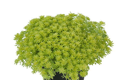 Herbstzauber: Sedum  Tokyo Sun