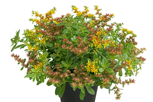 Sedum  Mister Goldstar