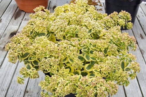 Sedum SUNSPARKLER Lime Twister
