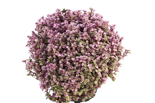 Hitzeprofis: Callisia Pink Lady Hitzeprofis: Callisia Pink Lady
