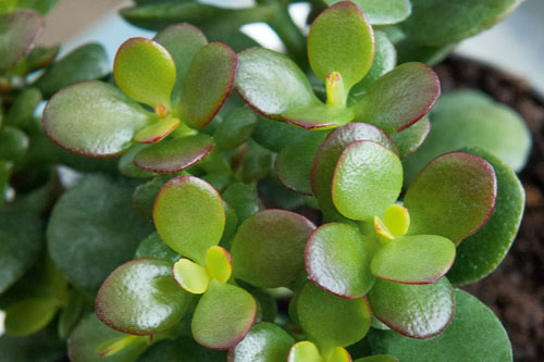 Crassula  Minor