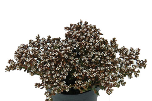 Hitzeprofis: Crassula STARLIGHTS Milk Hitzeprofis: Crassula STARLIGHTS Milk