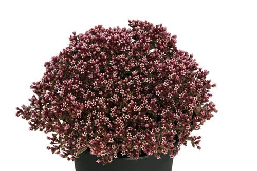 Hitzeprofis: Crassula STARLIGHTS Ruby Hitzeprofis: Crassula STARLIGHTS Ruby