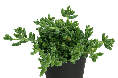 Hitzeprofis: Delosperma Desert Bubbles Hitzeprofis: Delosperma Desert Bubbles