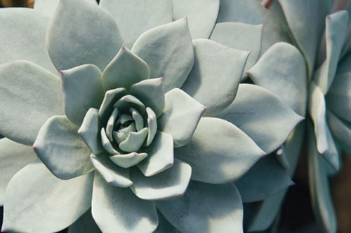 Hitzeprofis: Echeveria  Peacockii