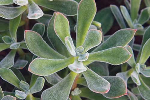 Echeveria  Set-Oliver