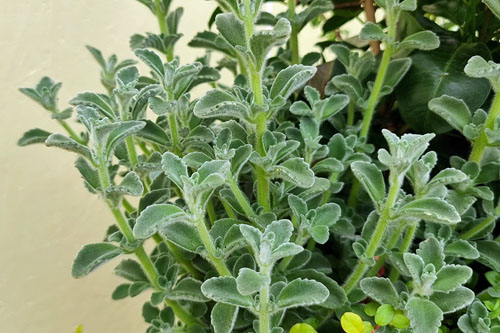 Hitzeprofis: Plectranthus amboicinus Hitzeprofis: Plectranthus amboicinus