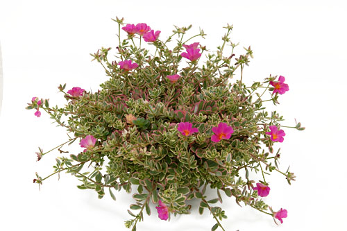 Portulaca  Hana MIsteria