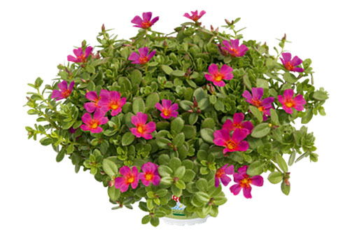 Hitzeprofis: Portulaca Supertula Fuchsia