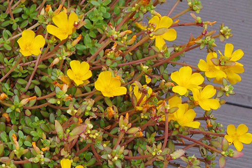 Portulaca Supertula Yellow