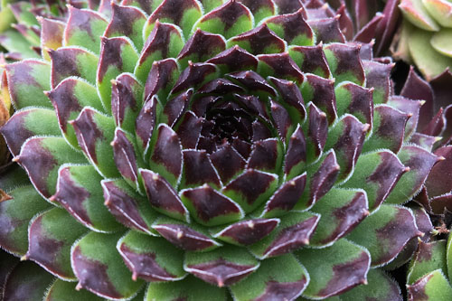 Hitzeprofis: Sempervivum CHICK CHARMS Appletini Hitzeprofis: Sempervivum CHICK CHARMS Appletini