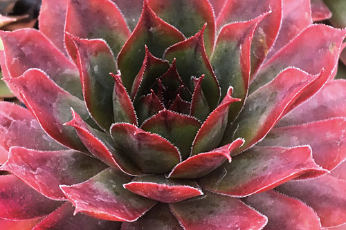 Hitzeprofis: Sempervivum CHICK CHARMS Autumn Apple Hitzeprofis: Sempervivum CHICK CHARMS Autumn Apple
