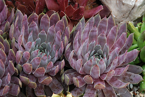 Hitzeprofis: Sempervivum CHICK CHARMS Berry Blues Hitzeprofis: Sempervivum CHICK CHARMS Berry Blues