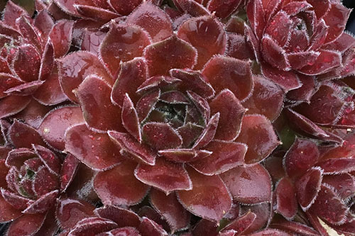 Hitzeprofis: Sempervivum CHICK CHARMS Berry Bomb Hitzeprofis: Sempervivum CHICK CHARMS Berry Bomb