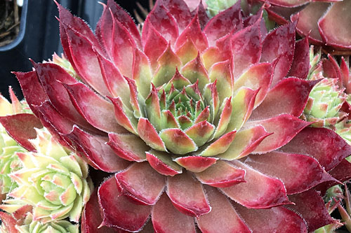 Hitzeprofis: Sempervivum CHICK CHARMS Butterscotch Baby Hitzeprofis: Sempervivum CHICK CHARMS Butterscotch Baby