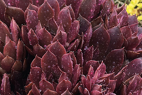 Hitzeprofis: Sempervivum CHICK CHARMS Chocolate Kiss Hitzeprofis: Sempervivum CHICK CHARMS Chocolate Kiss