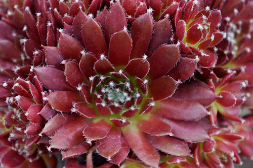 Hitzeprofis: Sempervivum CHICK CHARMS Cinnamon Starburst Hitzeprofis: Sempervivum CHICK CHARMS Cinnamon Starburst