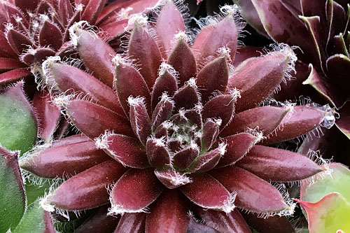 Hitzeprofis: Sempervivum CHICK CHARMS Cosmic Candy Hitzeprofis: Sempervivum CHICK CHARMS Cosmic Candy
