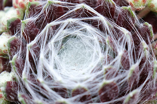Hitzeprofis: Sempervivum CHICK CHARMS Cotton Candy Hitzeprofis: Sempervivum CHICK CHARMS Cotton Candy