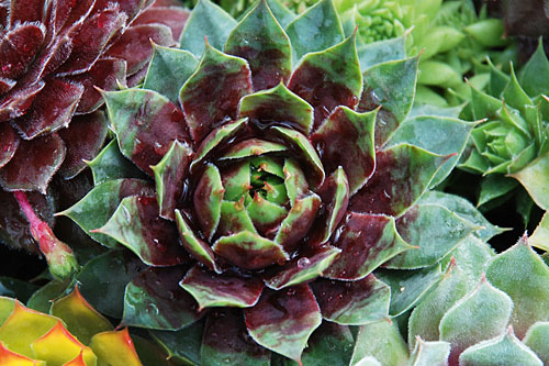 Hitzeprofis: Sempervivum CHICK CHARMS Cranberry Cocktail Hitzeprofis: Sempervivum CHICK CHARMS Cranberry Cocktail