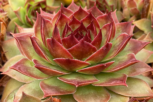Hitzeprofis: Sempervivum CHICK CHARMS Giants Copper Canyon Hitzeprofis: Sempervivum CHICK CHARMS Giants Copper Canyon
