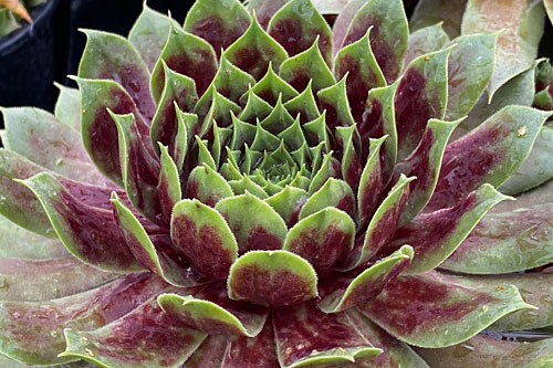 Hitzeprofis: Sempervivum CHICK CHARMS Giants Emerald Expolosion Hitzeprofis: Sempervivum CHICK CHARMS Giants Emerald Expolosion