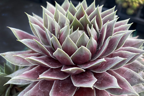 Hitzeprofis: Sempervivum CHICK CHARMS Giants Glacier Blue Hitzeprofis: Sempervivum CHICK CHARMS Giants Glacier Blue