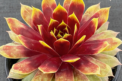Hitzeprofis: Sempervivum CHICK CHARMS Giants Gold Mine Hitzeprofis: Sempervivum CHICK CHARMS Giants Gold Mine