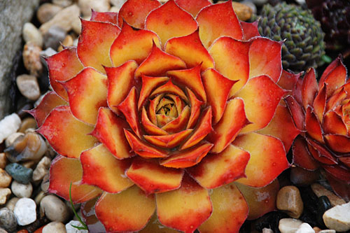 Hitzeprofis: Sempervivum CHICK CHARMS Gold Nugget Hitzeprofis: Sempervivum CHICK CHARMS Gold Nugget