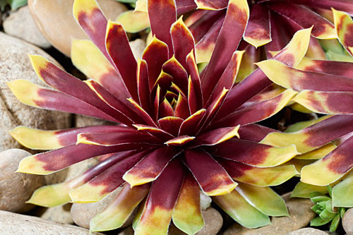 Hitzeprofis: Sempervivum CHICK CHARMS Gold Rush Hitzeprofis: Sempervivum CHICK CHARMS Gold Rush