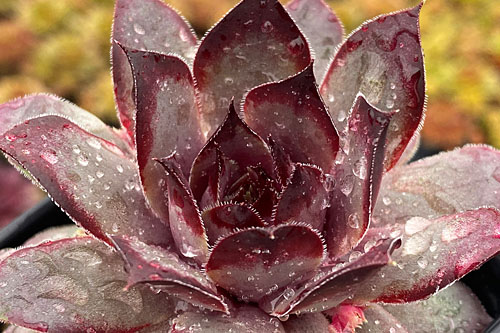 Hitzeprofis: Sempervivum CHICK CHARMS Grape Galaxy Hitzeprofis: Sempervivum CHICK CHARMS Grape Galaxy
